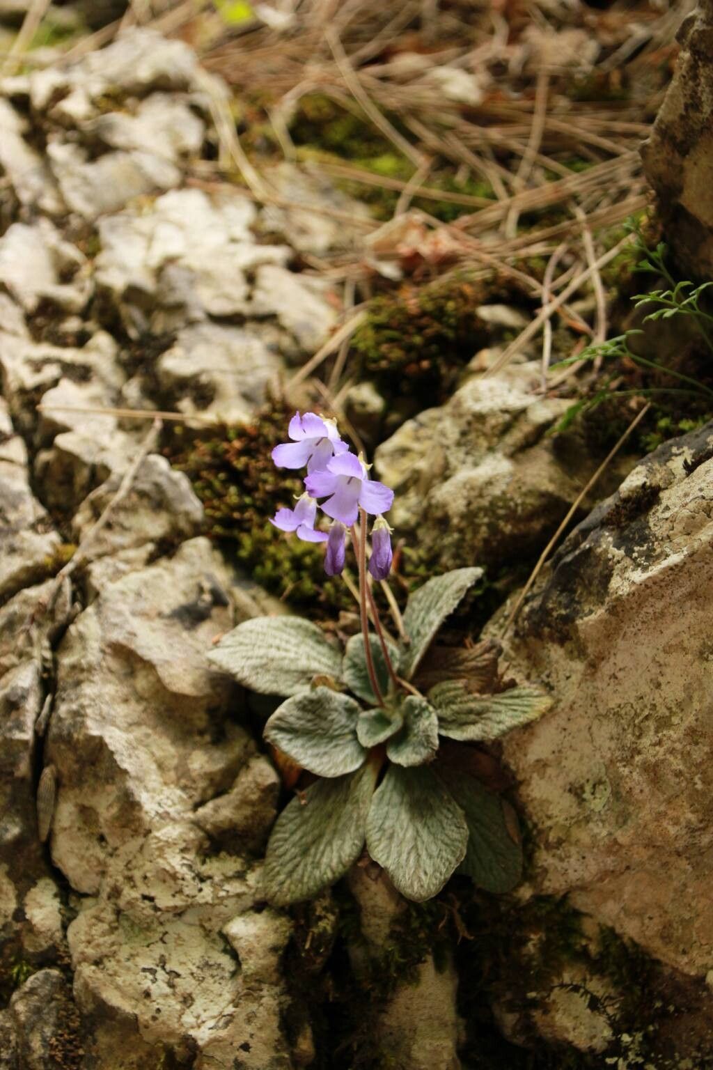 Ramonda heldreichii — related species from the same genus
