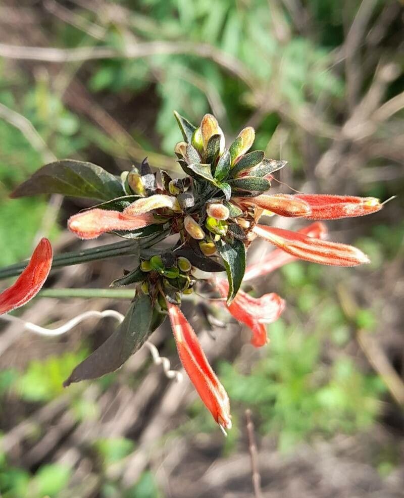 Dicliptera squarrosa flower