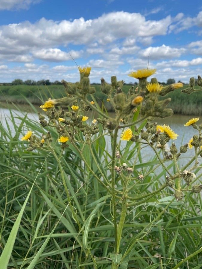 Sonchus palustris flower