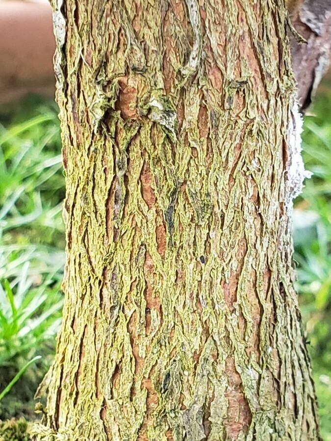 Rhododendron beyerinckianum bark