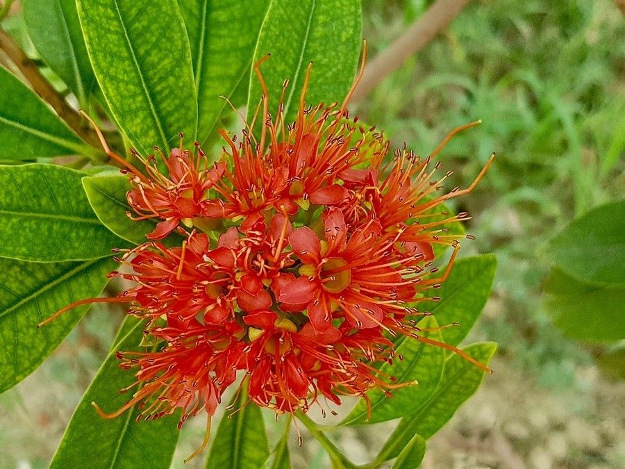 Xanthostemon longipes flower
