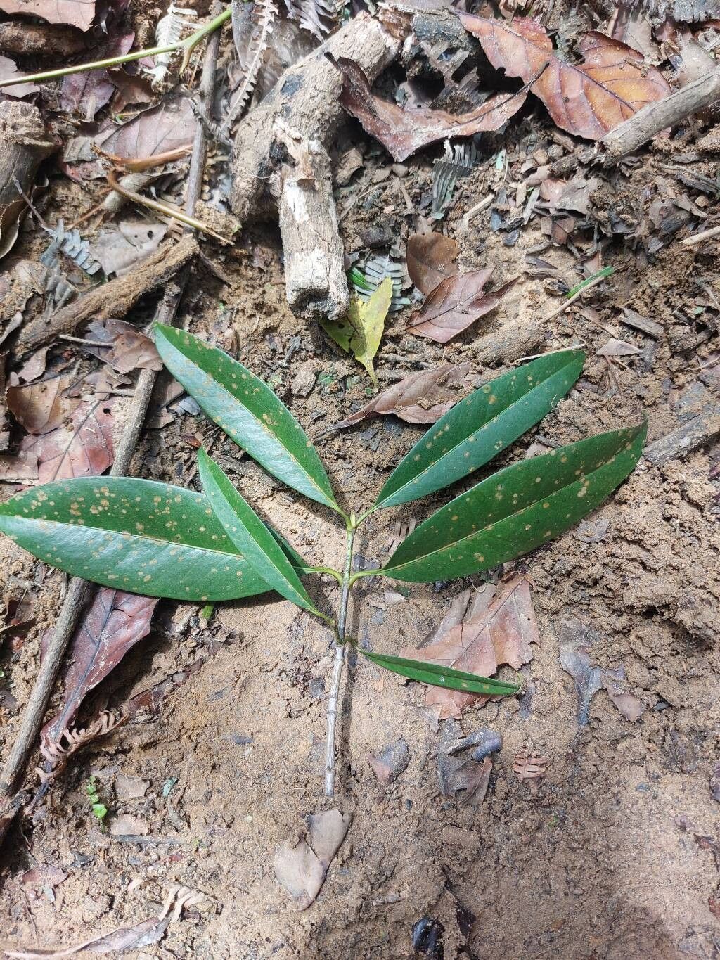 Garcinia cowa leaf