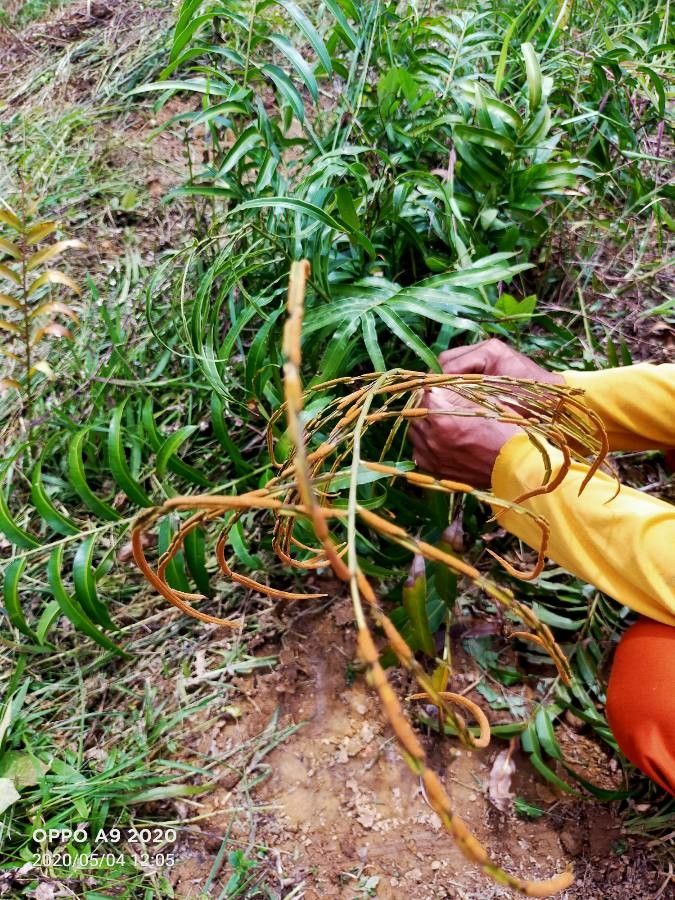 Stenochlaena palustris leaf