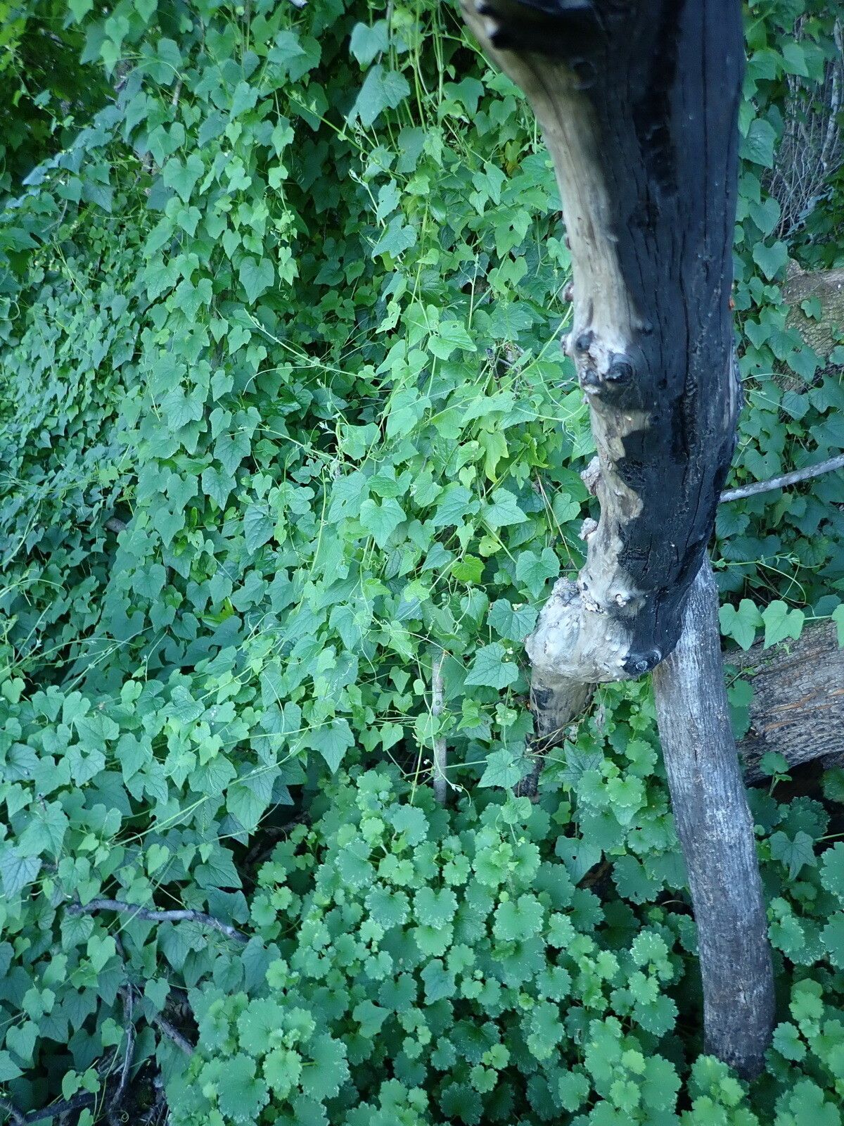 Zehneria scabra habit