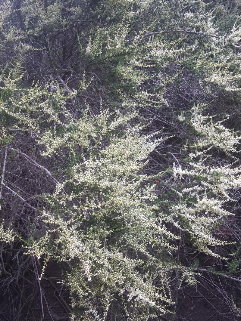 Adenostoma fasciculatum — related species from the same genus