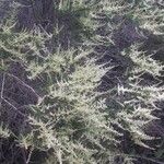 Adenostoma fasciculatum