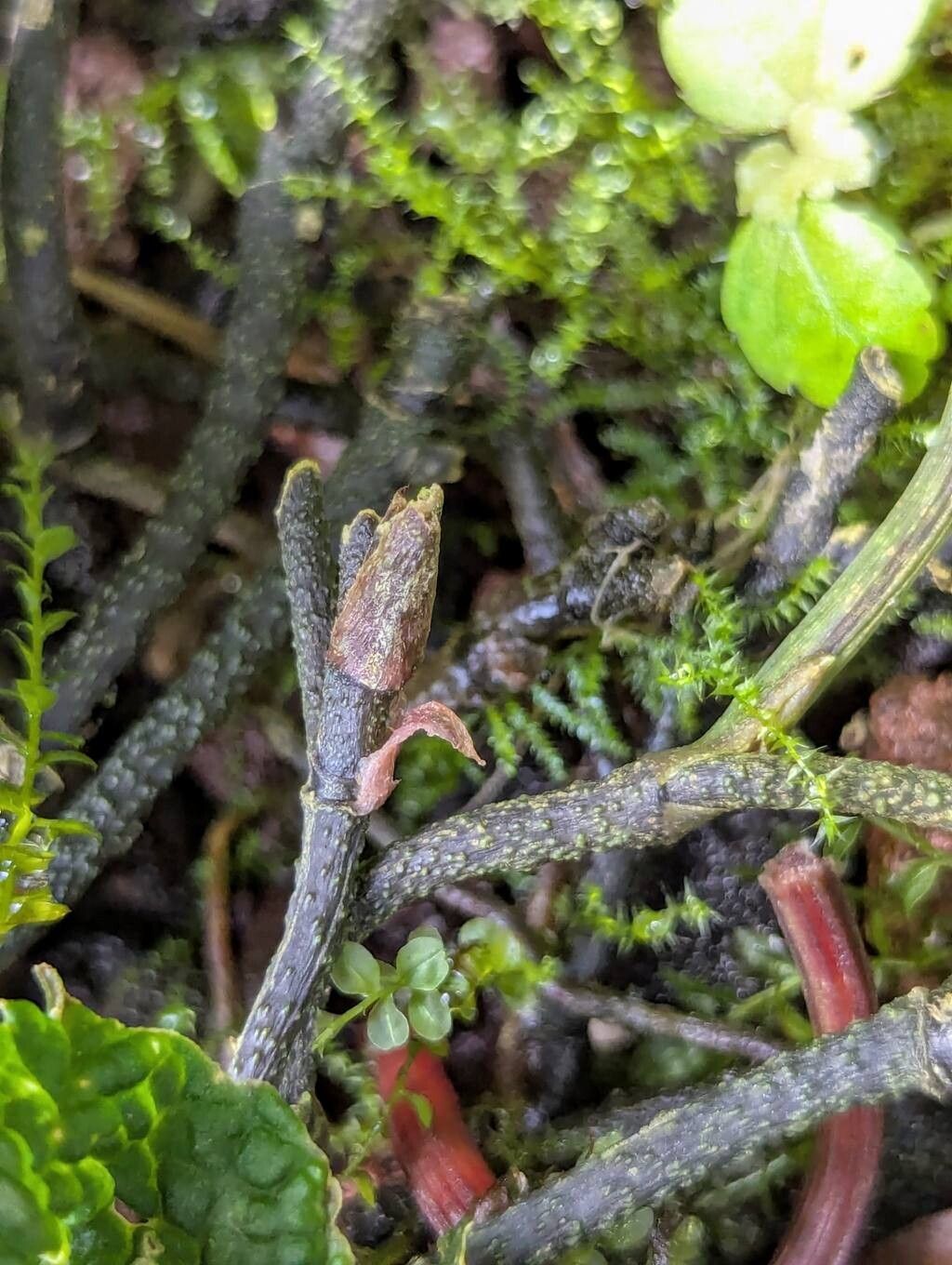 Anthurium clidemioides bark