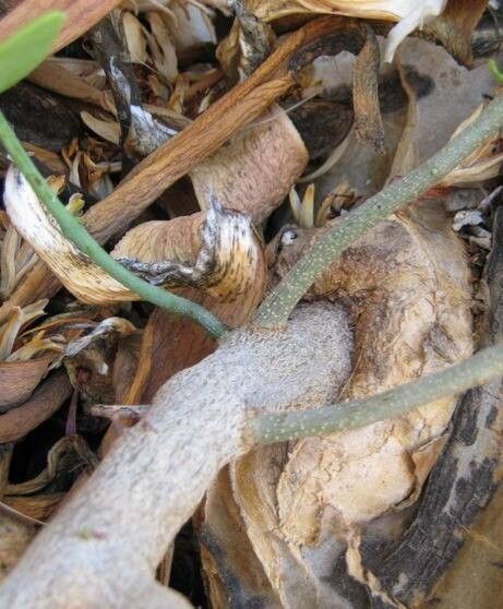 Tapinanthus dependens bark