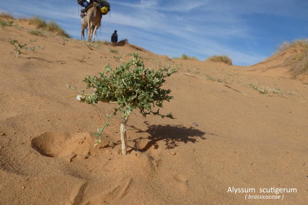 Alyssum scutigerum — houseplant care guide