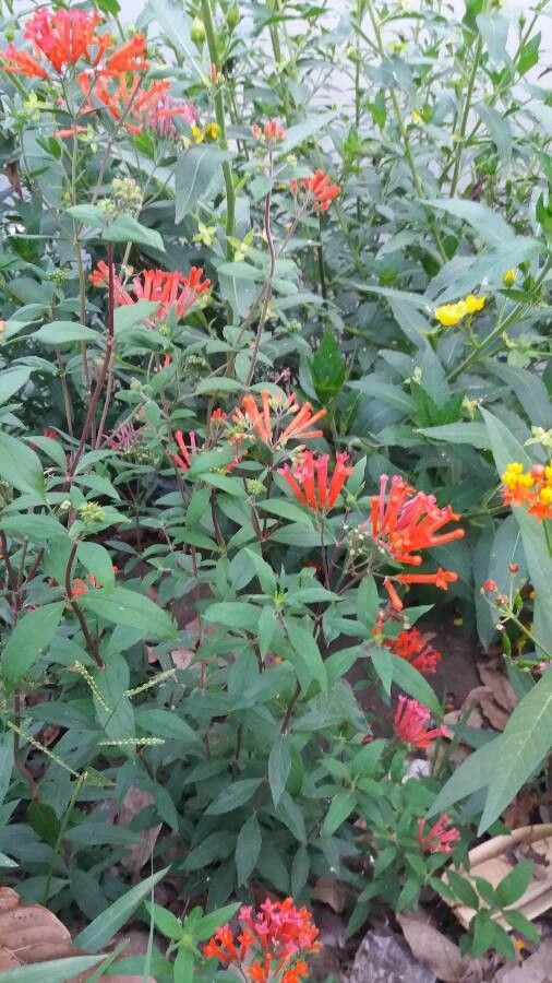 Bouvardia ternifolia habit