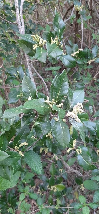 Trophis scandens other