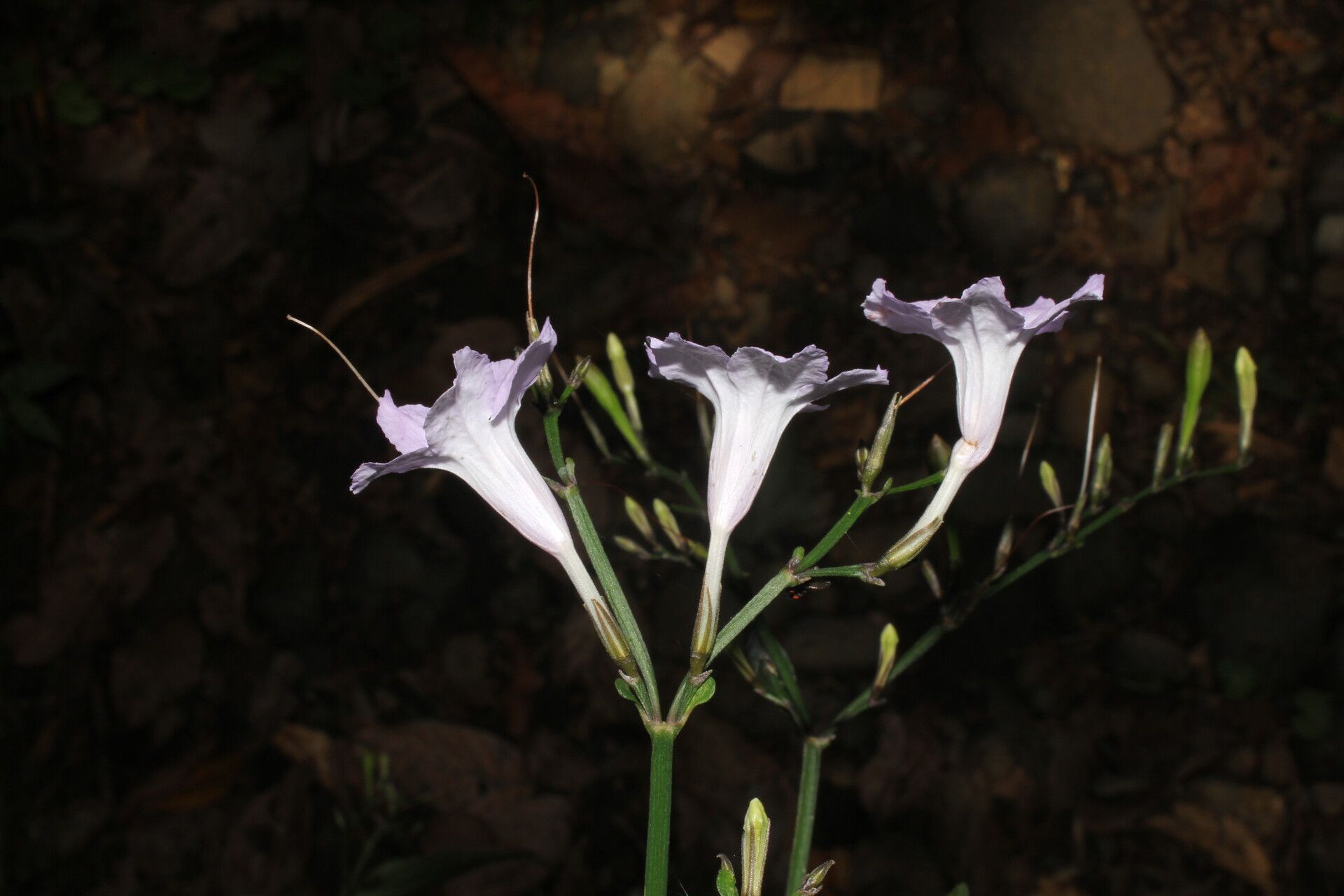 Ruellia stemonacanthoides flower