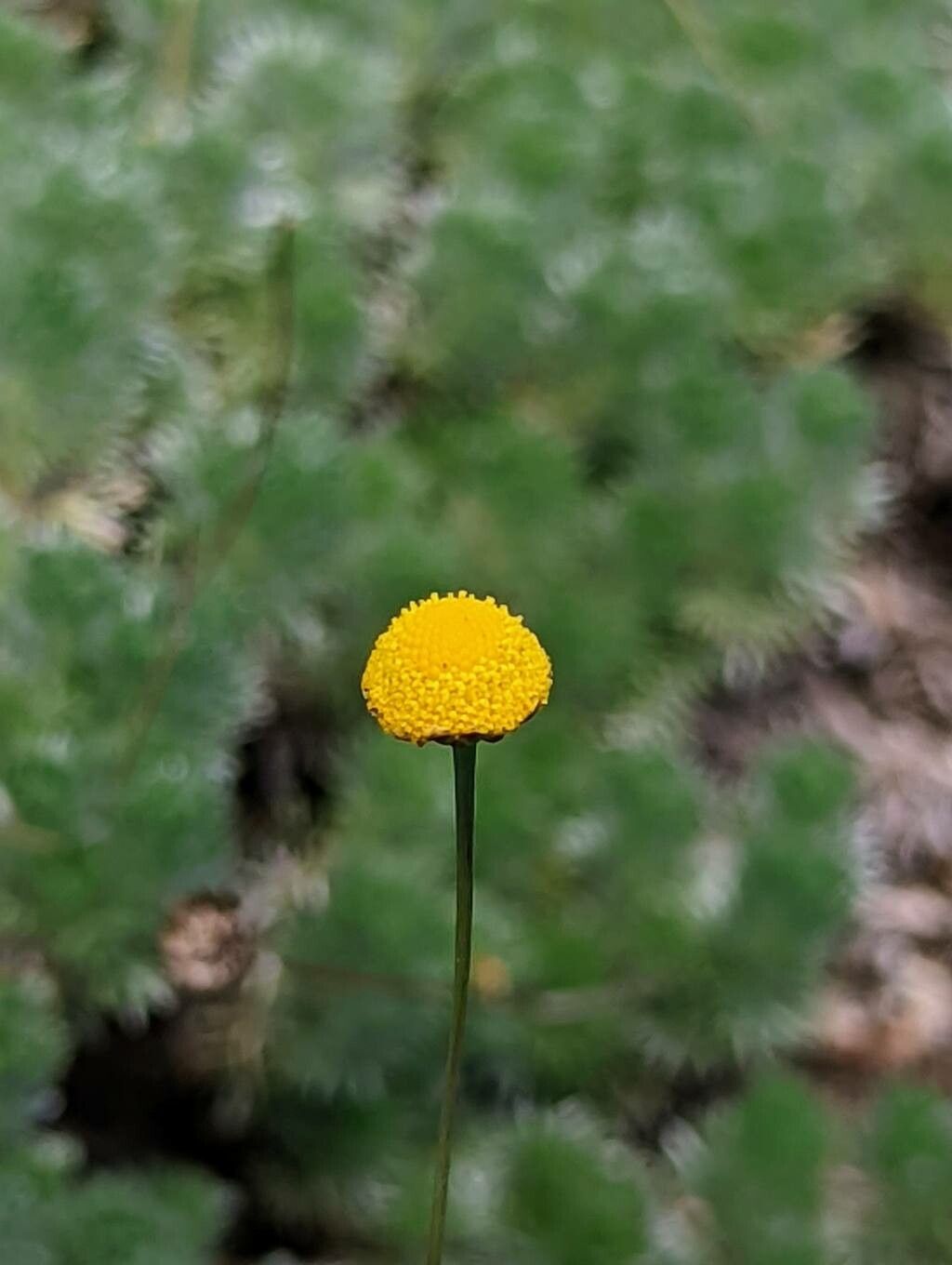 Cotula hispida flower