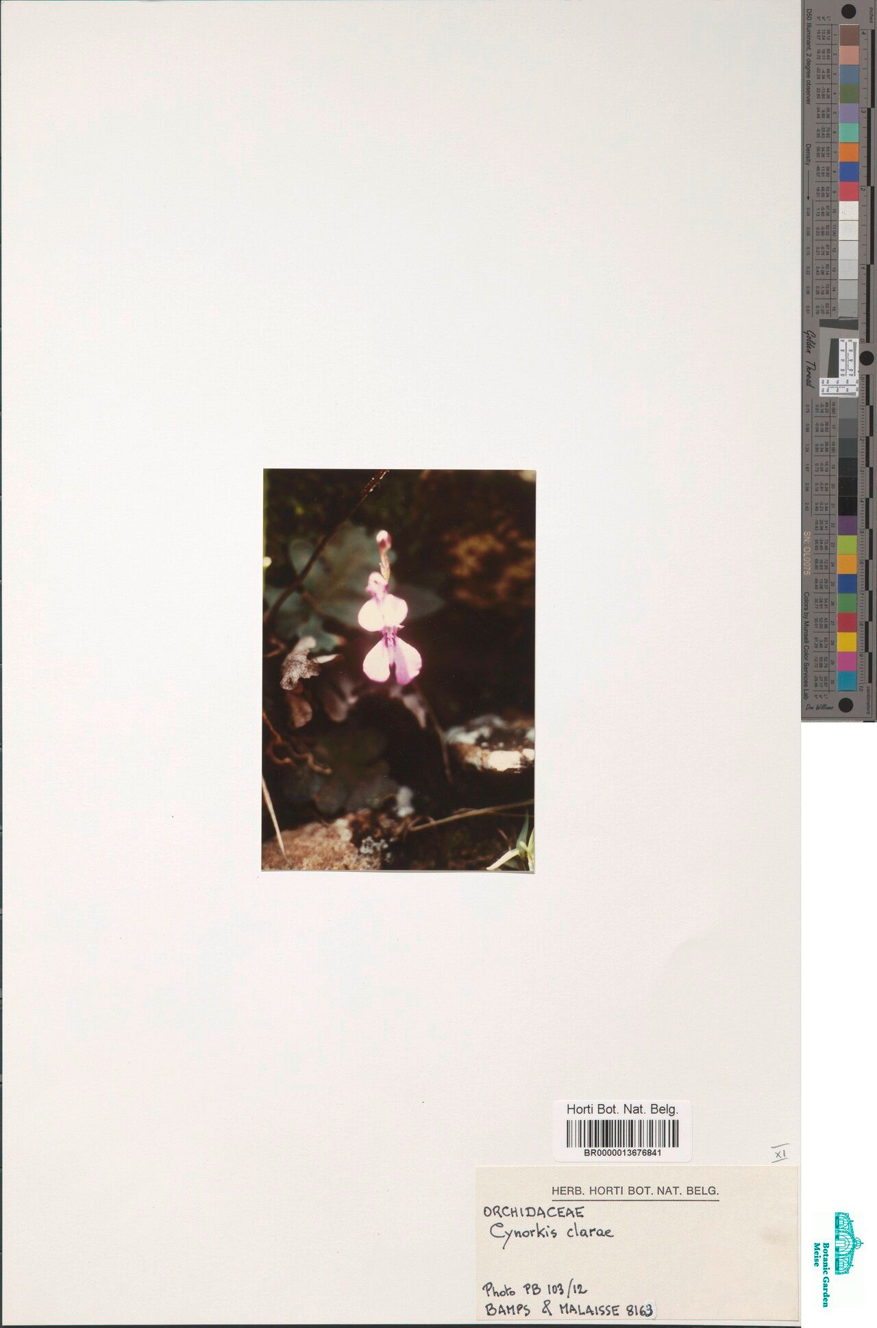 Cynorkis clarae — houseplant care guide