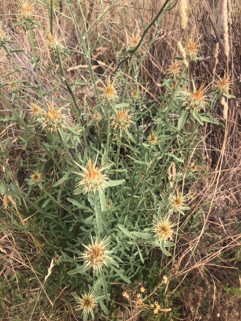 Centaurea ornata flower