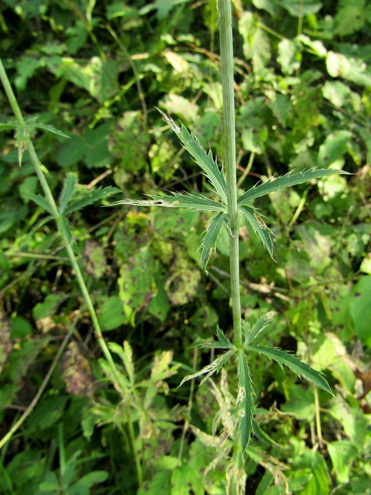 Eryngium palmatum leaf