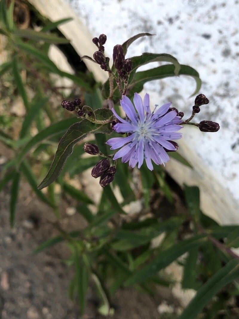 Lactuca sibirica flower