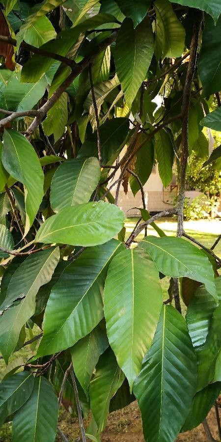 Dipterocarpus turbinatus — search result for 'Dipterocarpus'