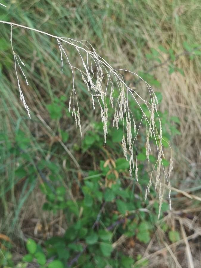 Oloptum miliaceum flower