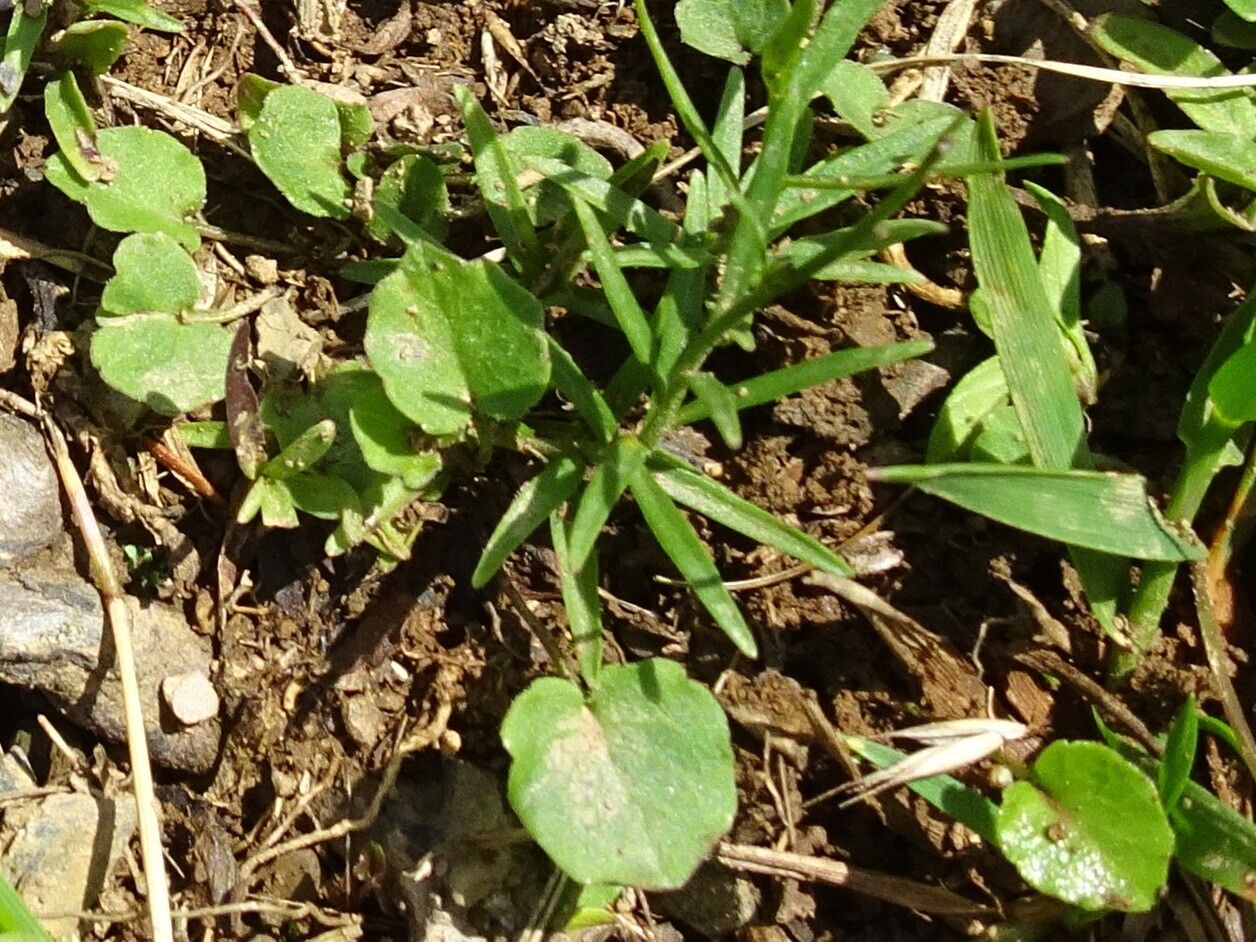 Campanula scheuchzeri leaf