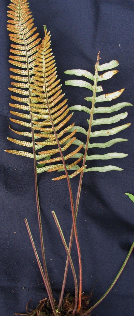 Pleopeltis remota other