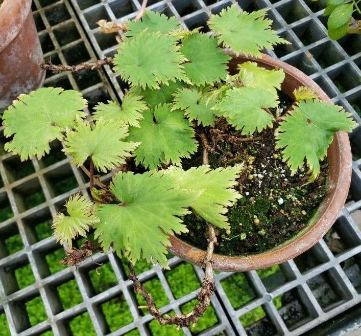 Begonia lyallii habit