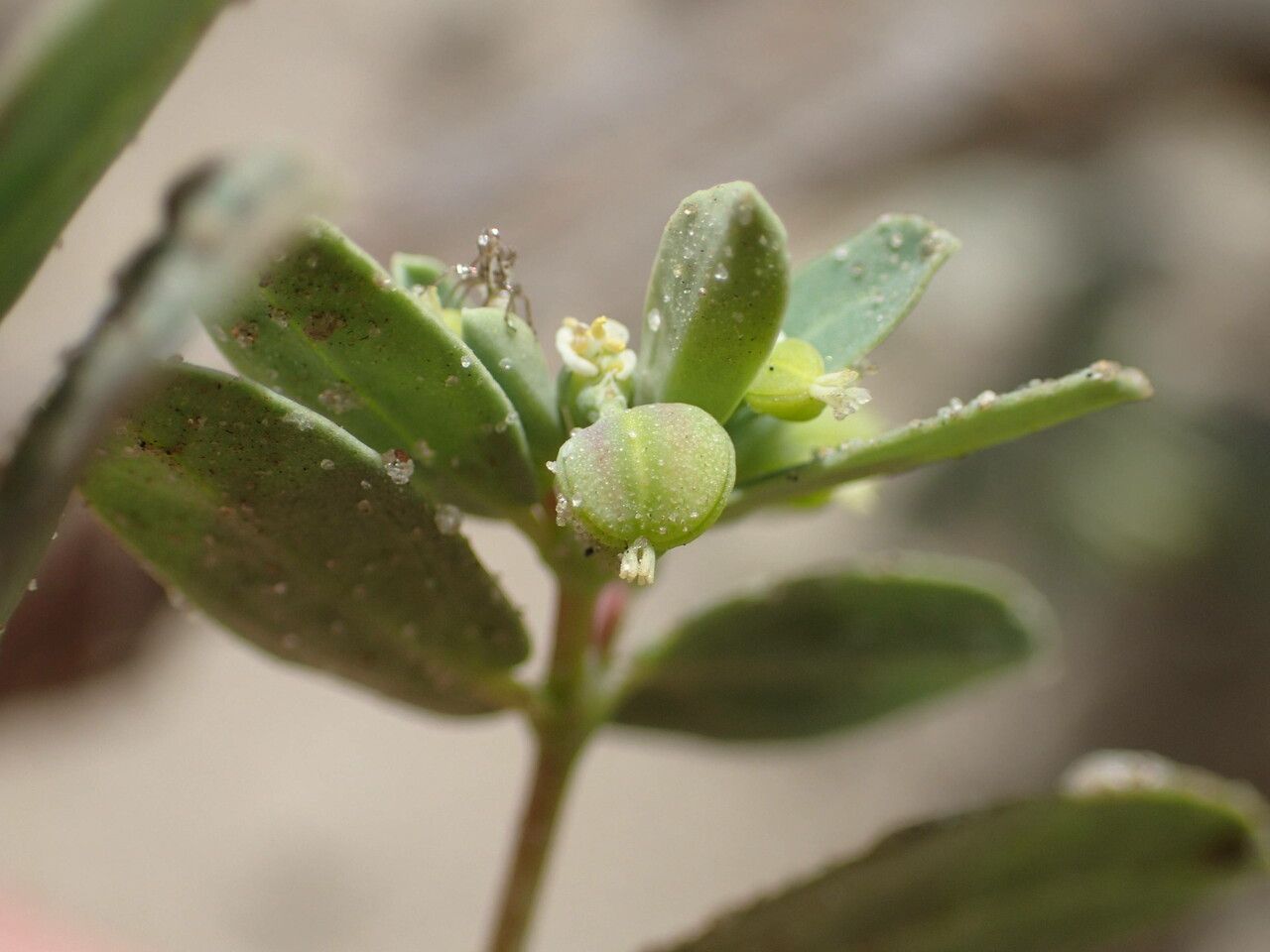 Euphorbia glaucophylla fruit