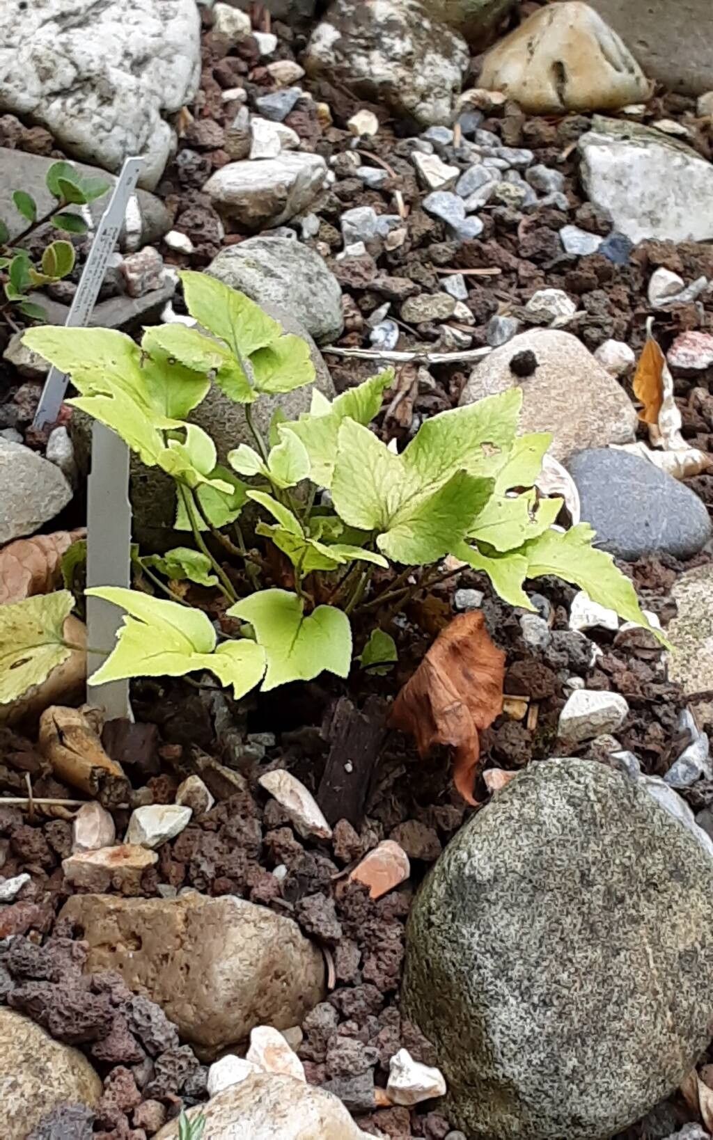 Cyrtomium anomophyllum habit