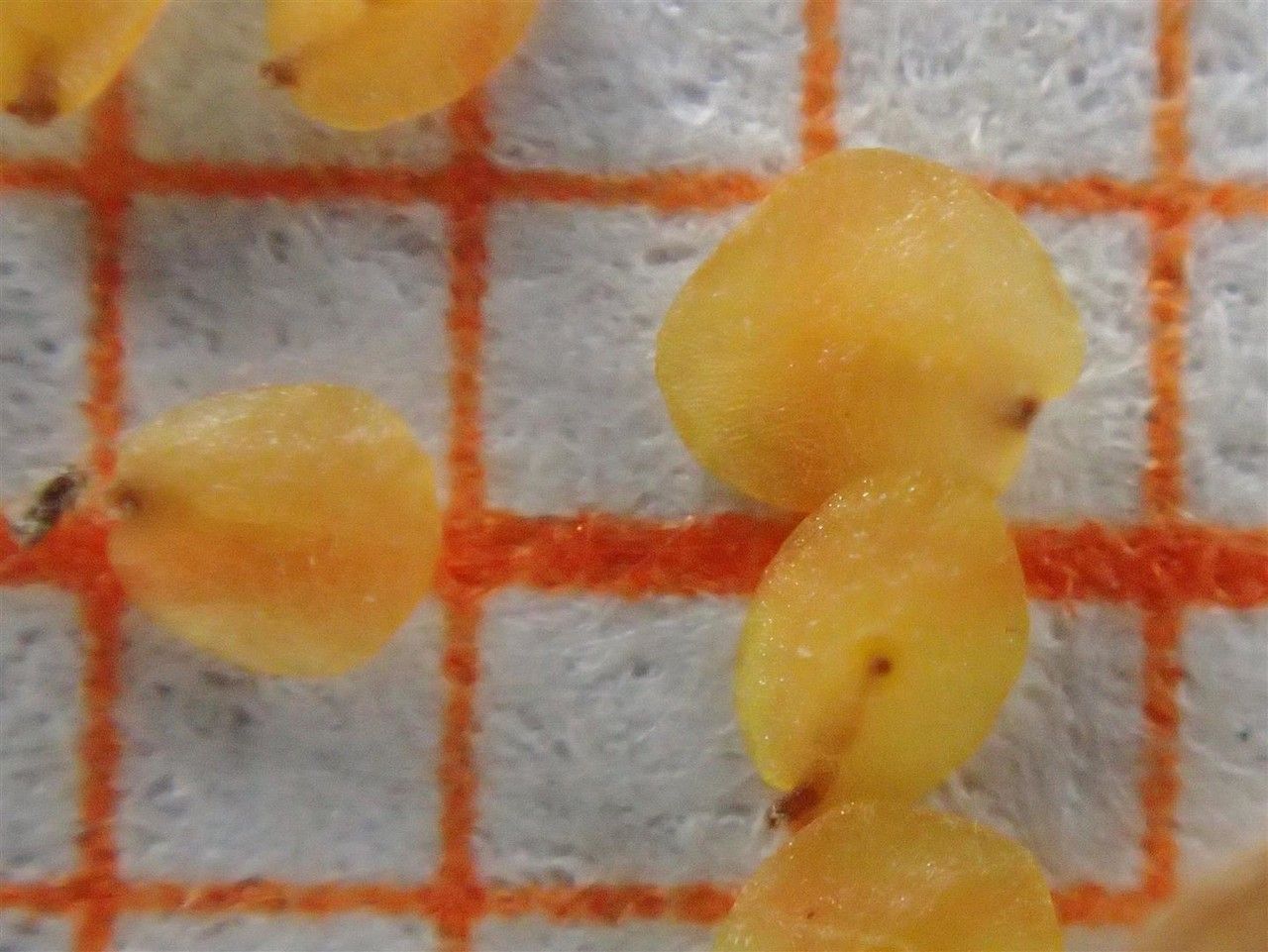 Veronica urticifolia fruit