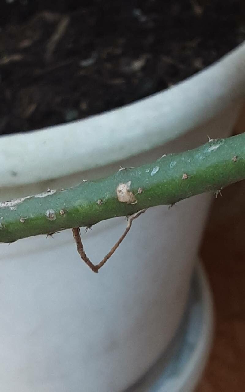 Rhipsalis floccosa bark