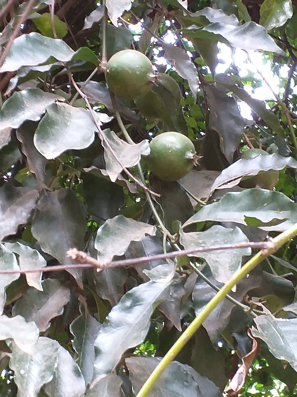 Rothmannia urcelliformis fruit