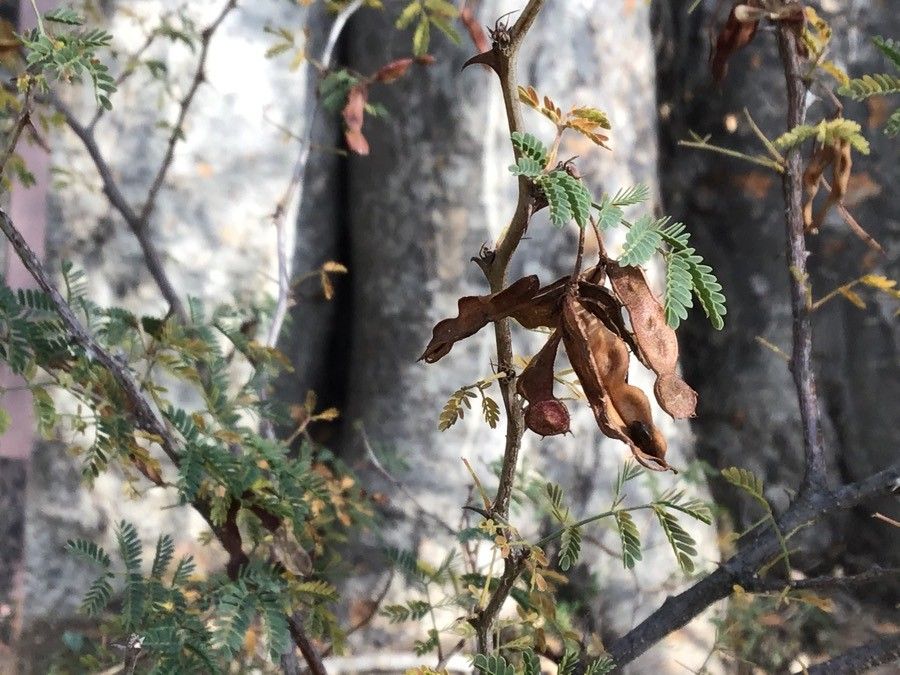 Mimosa aculeaticarpa fruit
