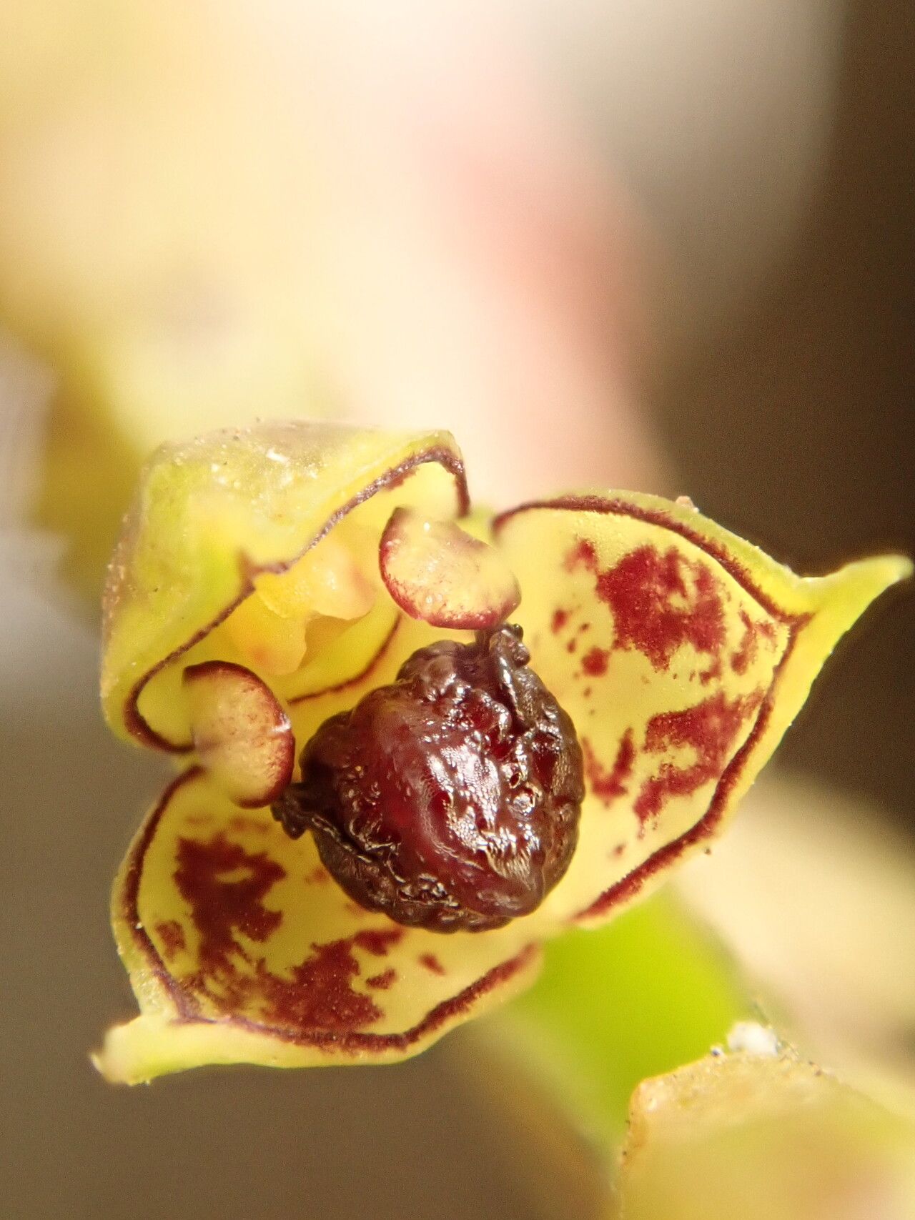 Bulbophyllum encephalodes flower