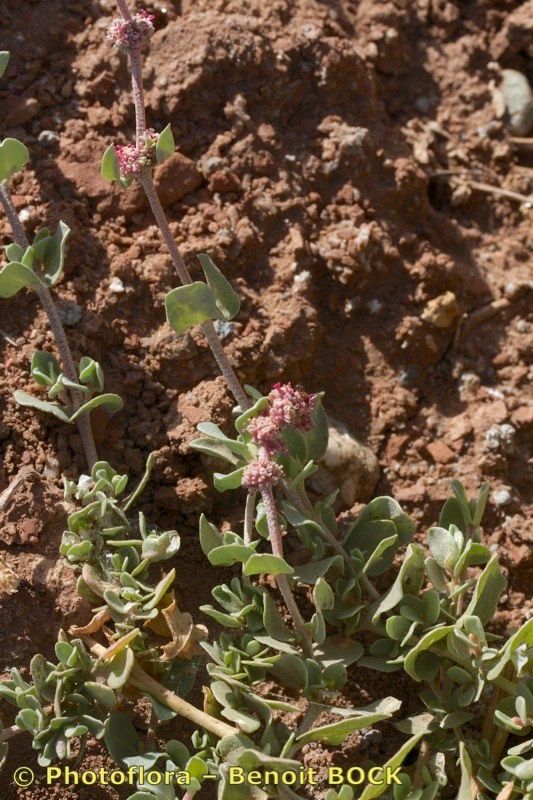 Atriplex colerei — houseplant care guide