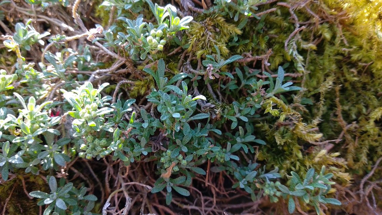 Alyssum propinquum — houseplant care guide