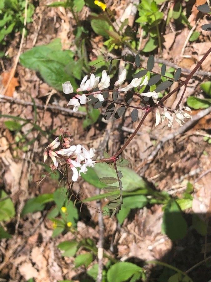 Vicia caroliniana flower