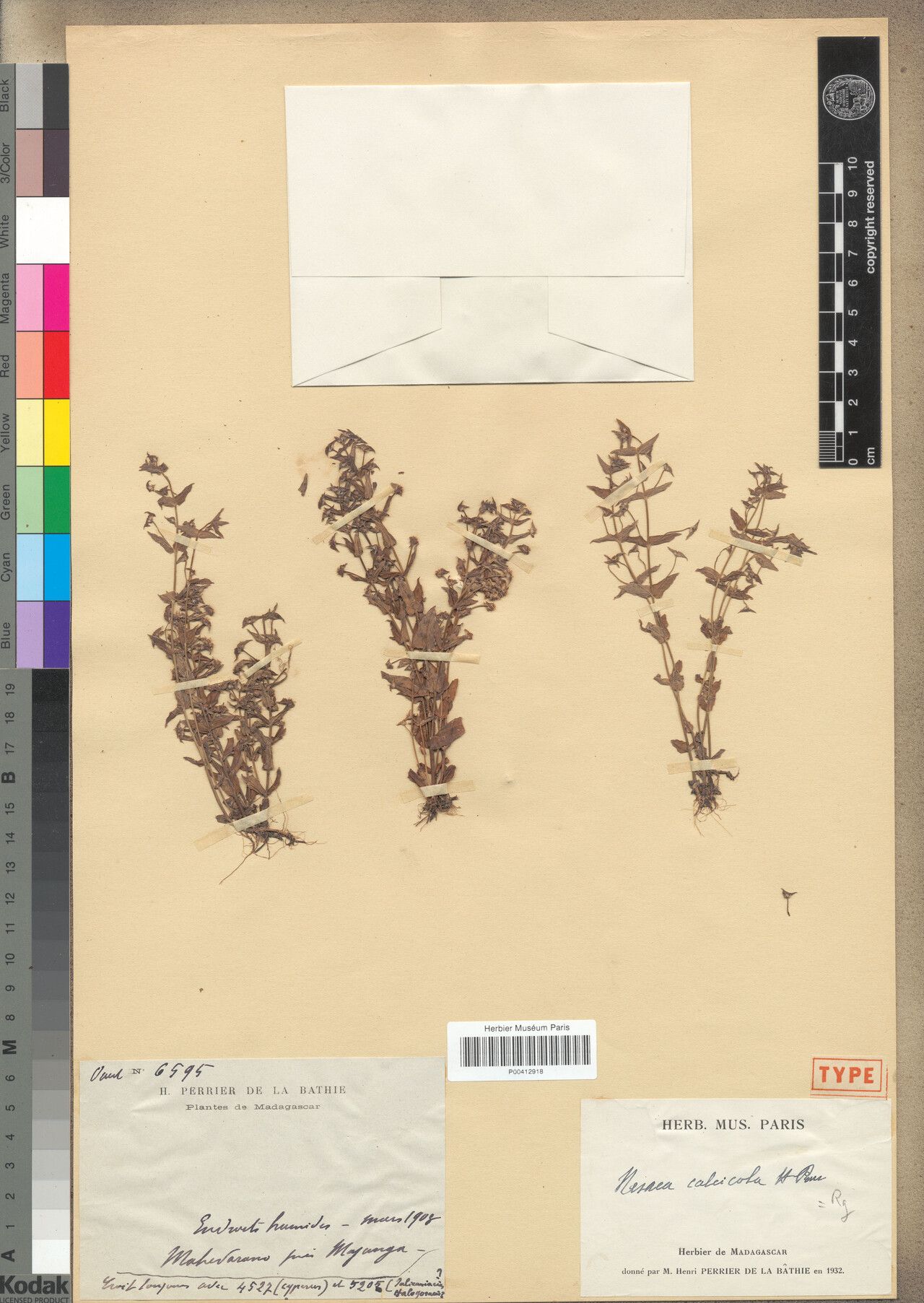 Ammannia calcicola — related species from the same genus