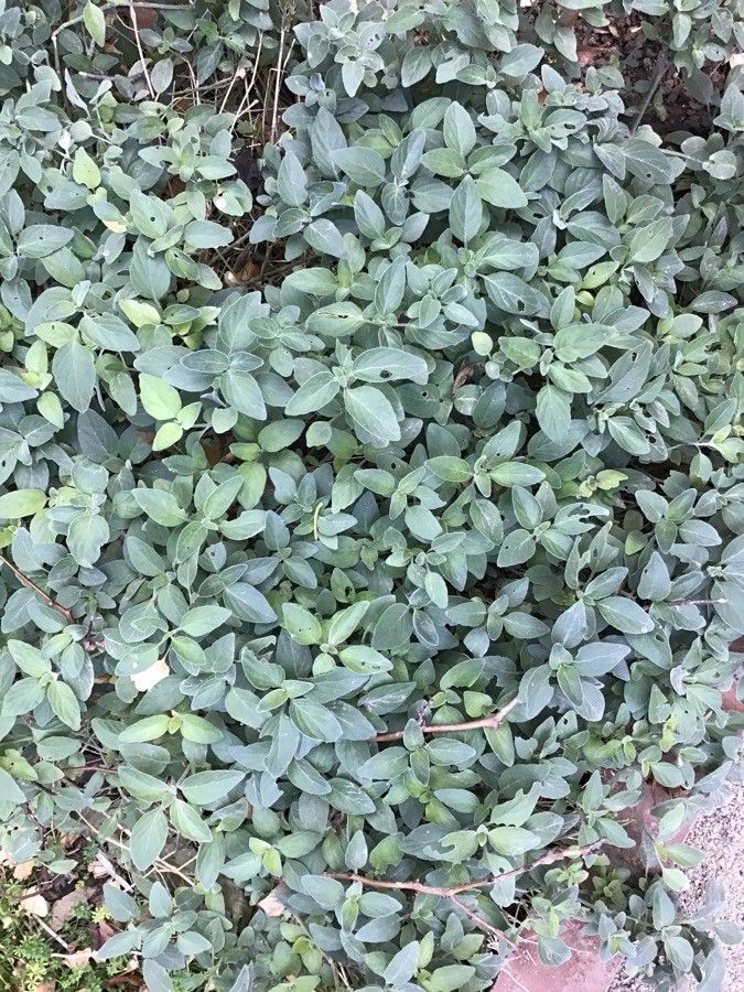 Dicliptera sericea — houseplant care guide