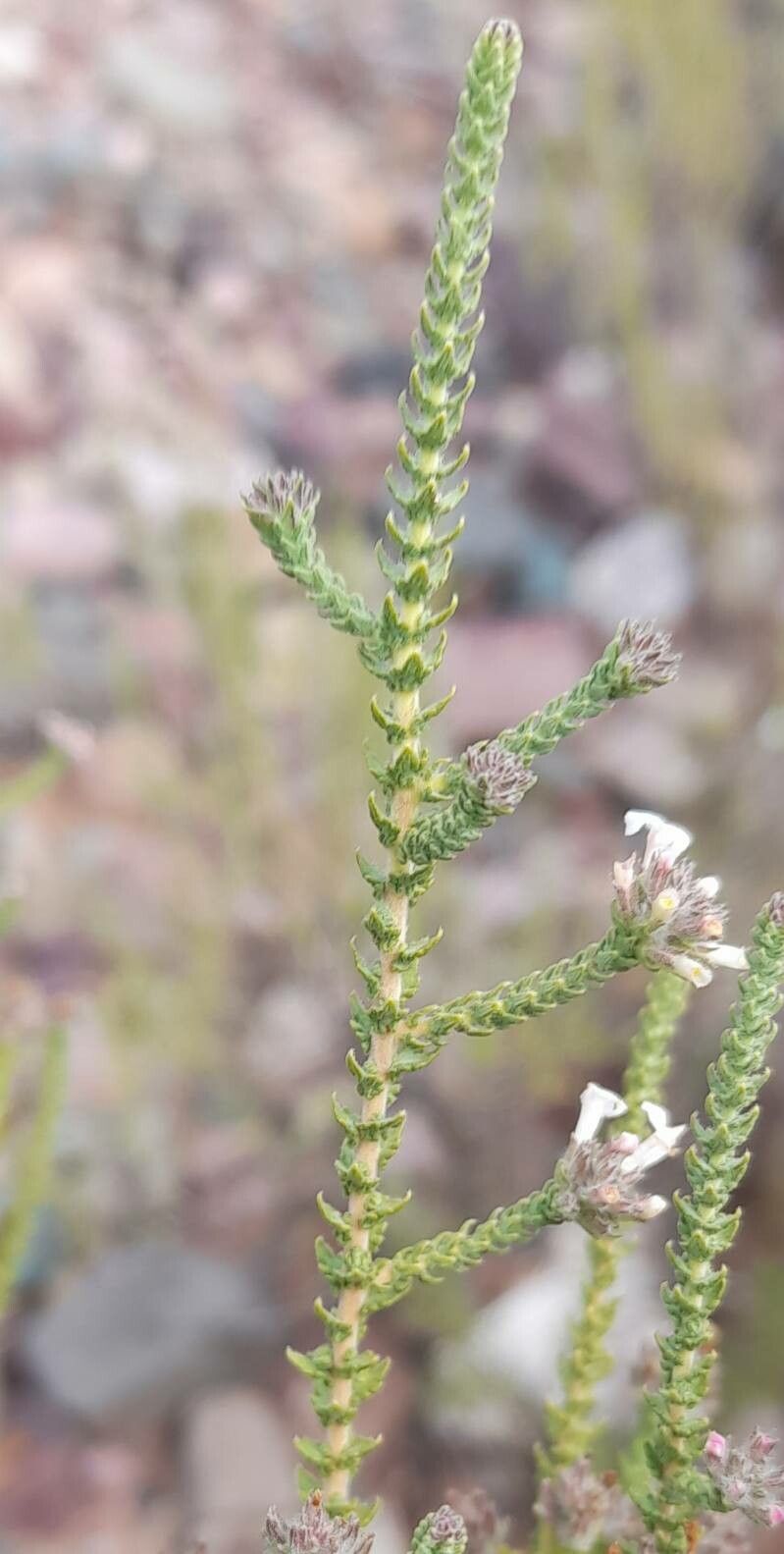 Aloysia salsoloides — houseplant care guide