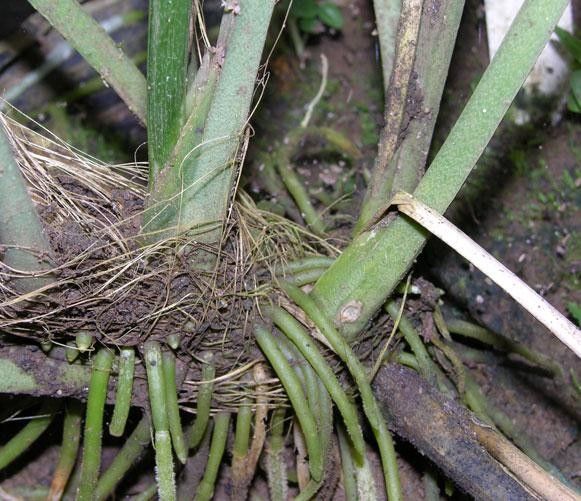 Anthurium bradeanum bark