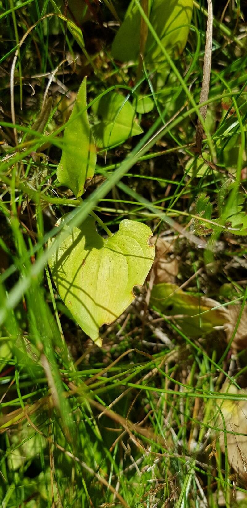 Maianthemum bifolium leaf