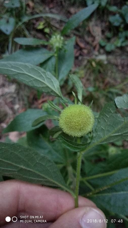 Carpesium cernuum flower
