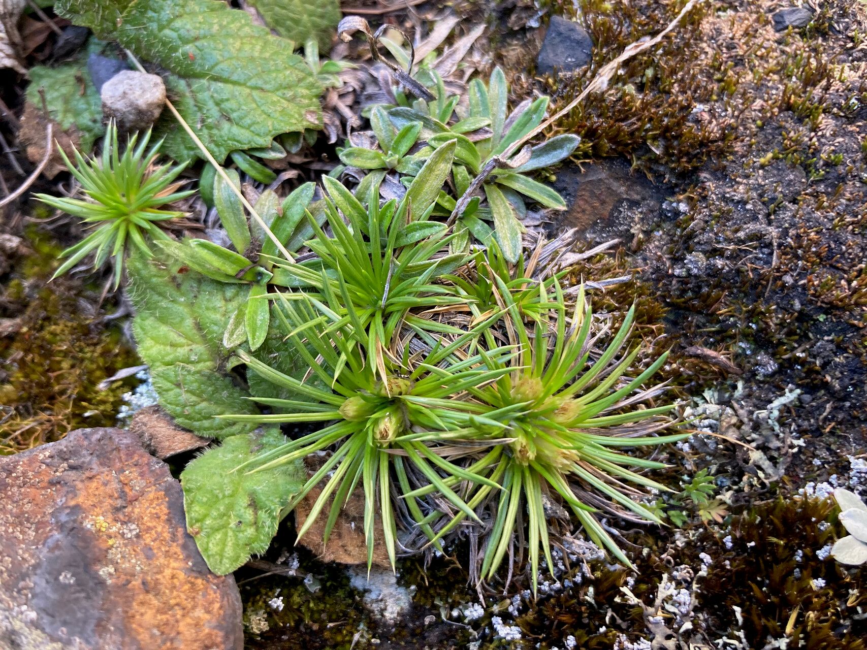 Novenia tunariensis leaf