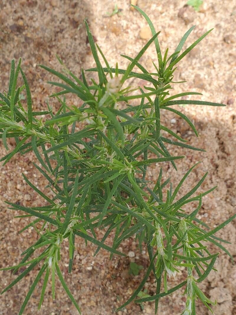 Polycarpaea corymbosa — related species from the same genus