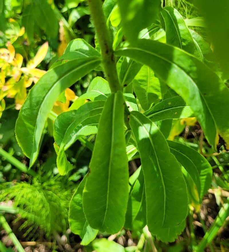 Euphorbia altaica leaf