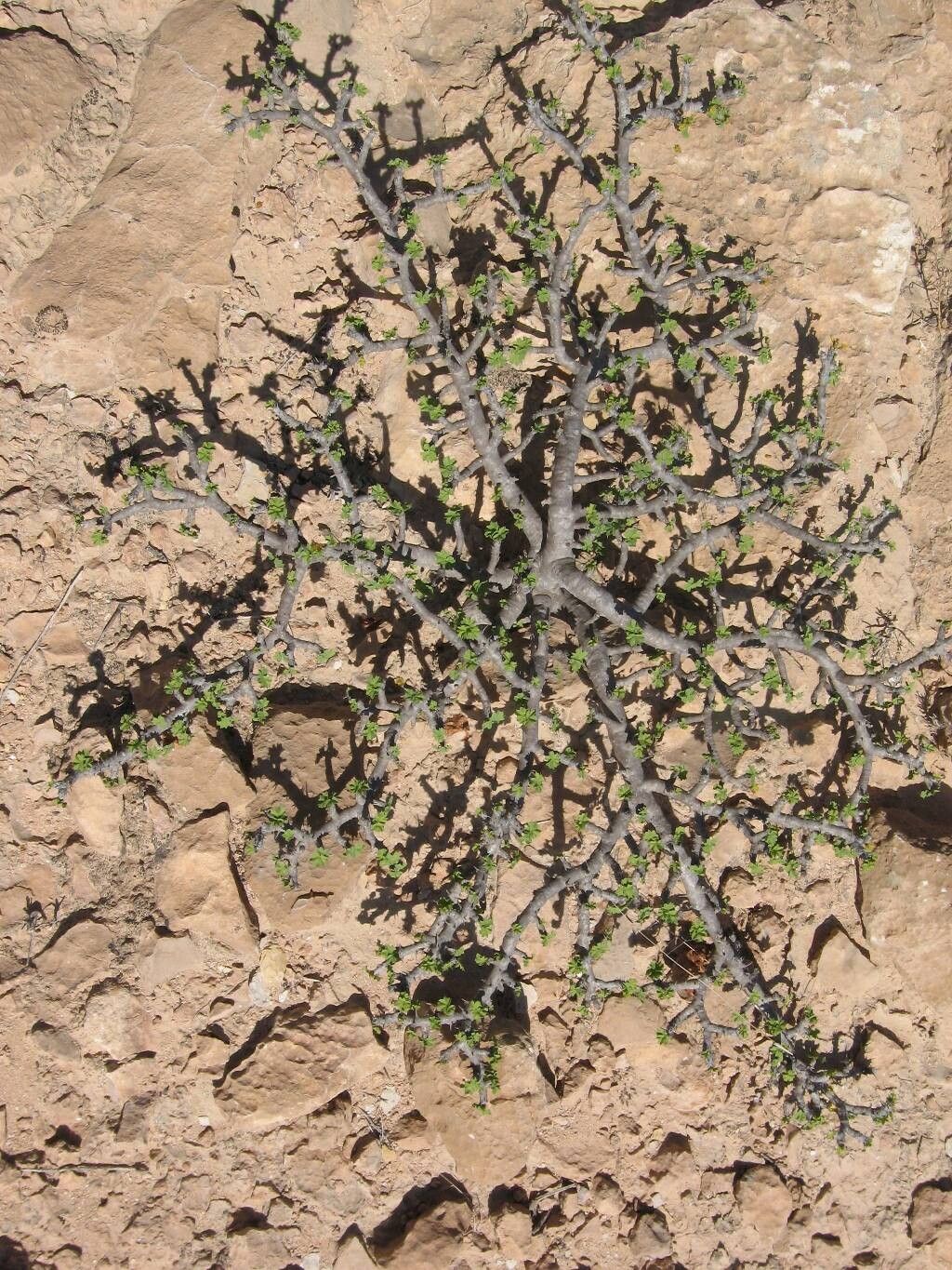 Jatropha cuneata — houseplant care guide