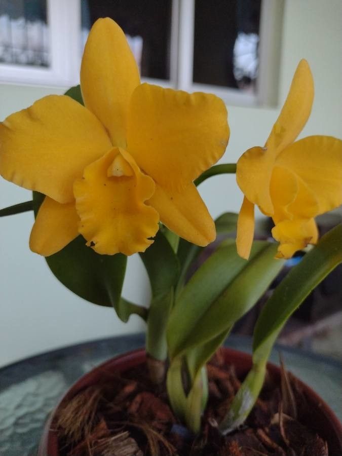 Dendrobium chrysotoxum leaf