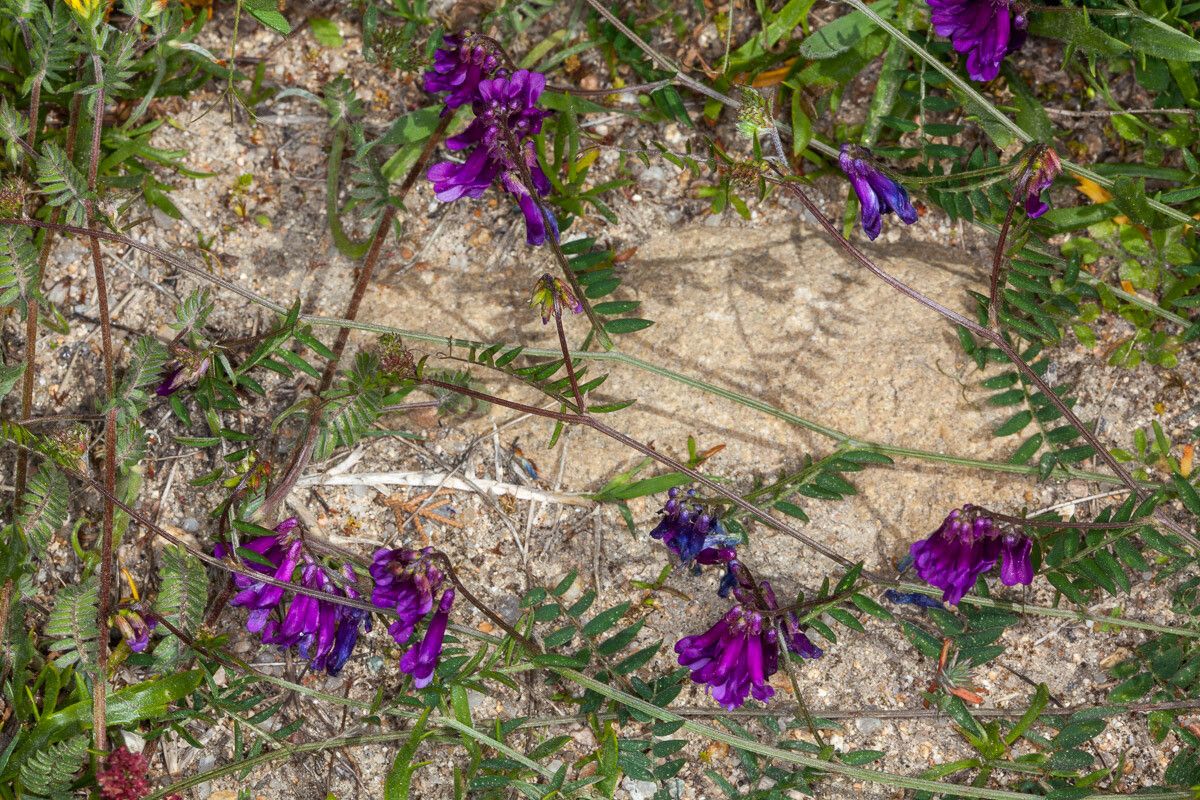 Vicia eriocarpa — search result for 'Vicia'