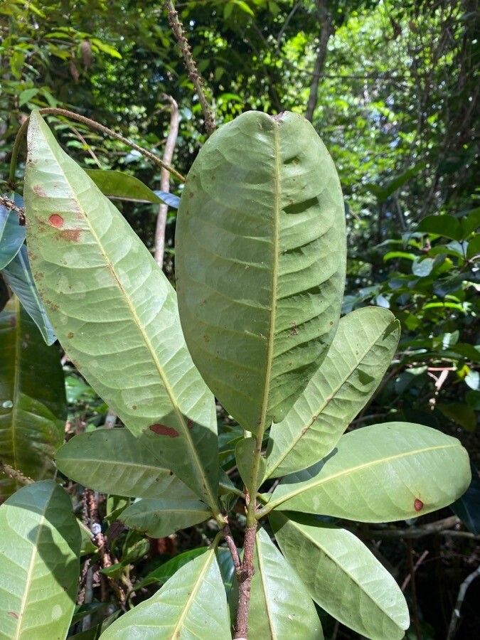 Pilocarpus spicatus — related species from the same genus