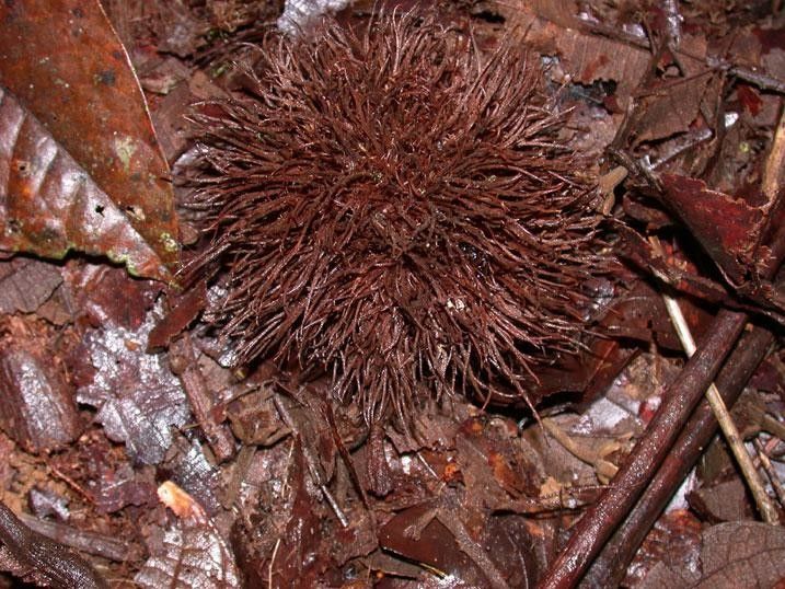 Sloanea medusula fruit